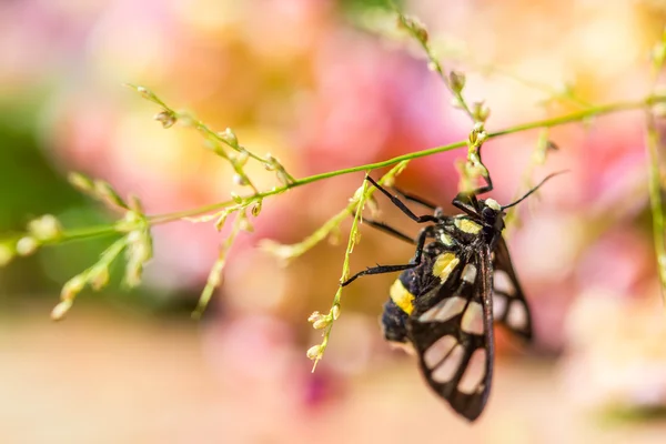 Tiger Moth Borer χόρτο — Φωτογραφία Αρχείου