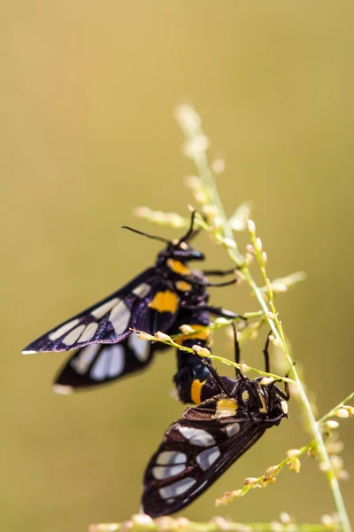 Tiger Moth Borer χόρτο — Φωτογραφία Αρχείου