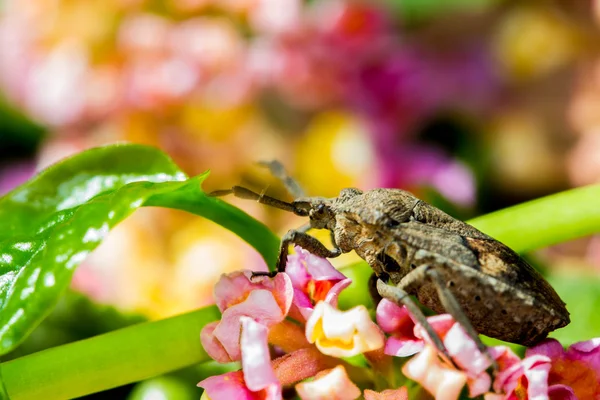 Shield bug on nature background — Stock Photo, Image