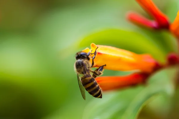 Petite abeille sur fleur orange — Photo