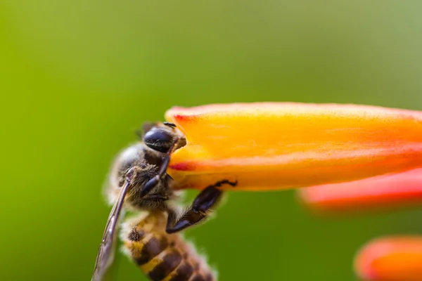 Kleine Biene auf orangefarbener Blume — Stockfoto