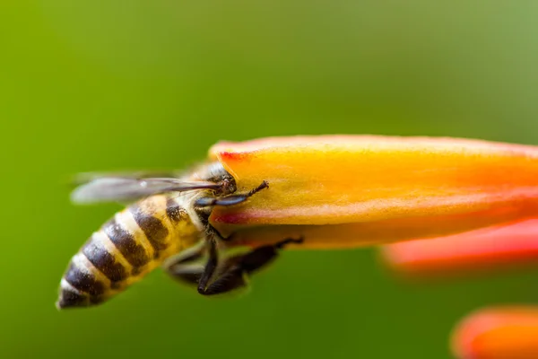 Pequena abelha em flor de laranja — Fotografia de Stock