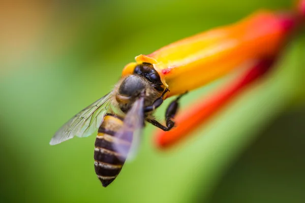 Kleine Biene auf orangefarbener Blume — Stockfoto