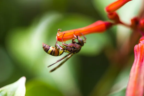 オレンジ色の花に蜂 — ストック写真