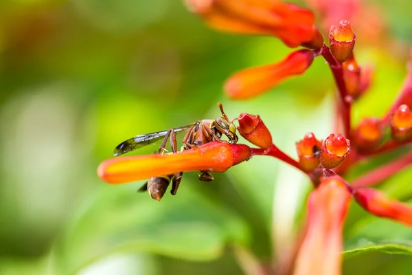 Hymenoptera em flor de laranja — Fotografia de Stock