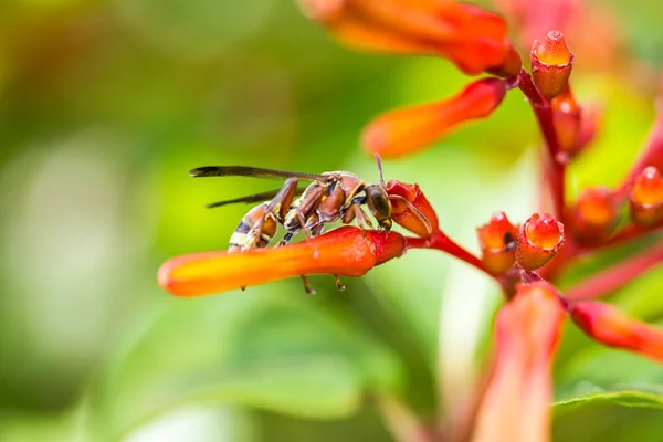 Hymenoptera em flor de laranja — Fotografia de Stock
