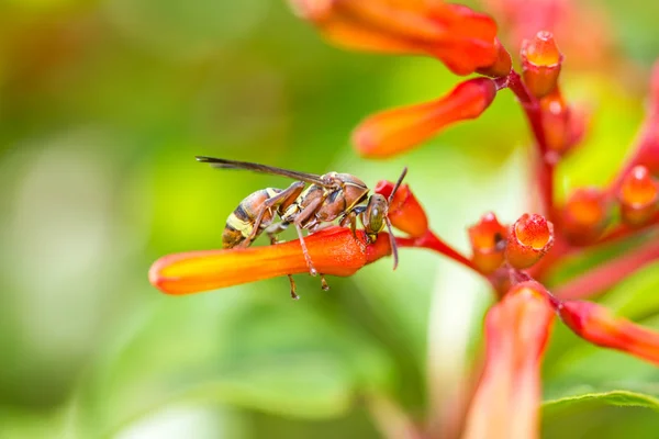 オレンジ色の花に蜂 — ストック写真