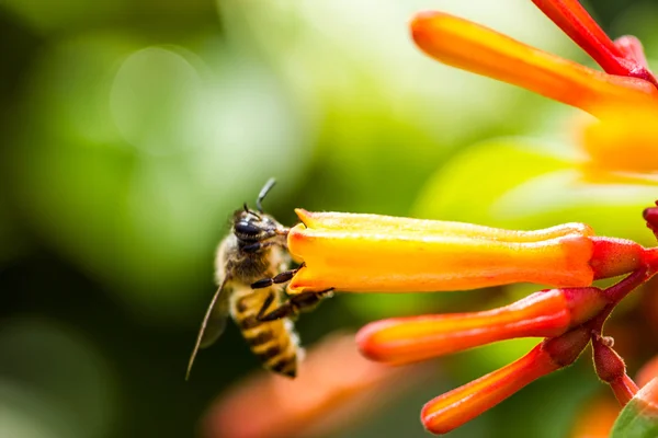 Kleine Biene auf orangefarbener Blume — Stockfoto