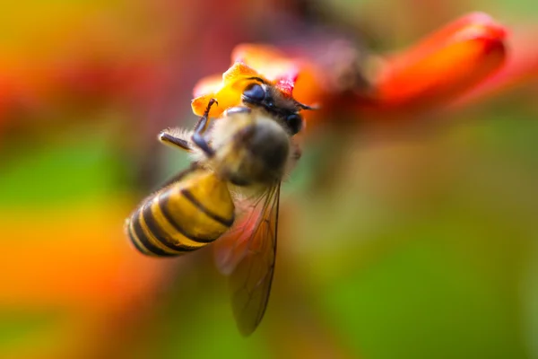 Petite abeille sur fleur orange — Photo