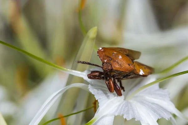 Shield bug on nature background — Stock Photo, Image