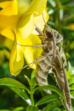 army green moth (Daphnis nerii) on flower