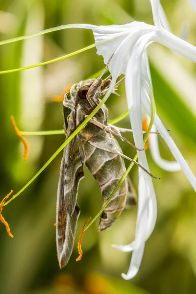 Army green moth (Daphnis nerii) on flower — 스톡 사진