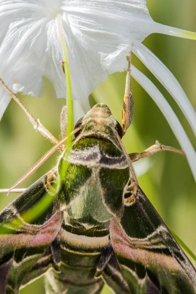 Army green moth (Daphnis nerii) on flower — Stock Photo, Image