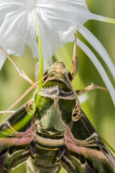 army green moth (Daphnis nerii) on flower