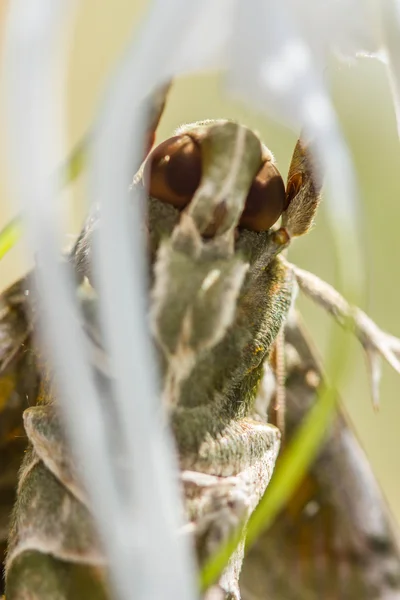 Army green moth (Daphnis nerii) on flower — Stock fotografie