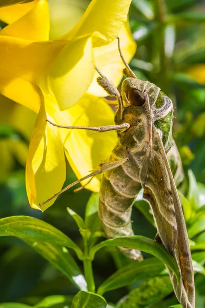 Nachtfalter (daphnis nerii) auf Blume — Stockfoto