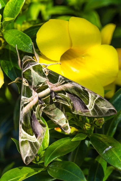 Army green moth (Daphnis nerii) on flower — 스톡 사진
