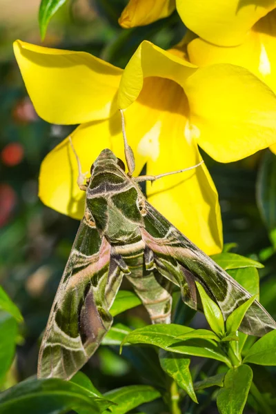 Army green moth (Daphnis nerii) on flower — Stock fotografie