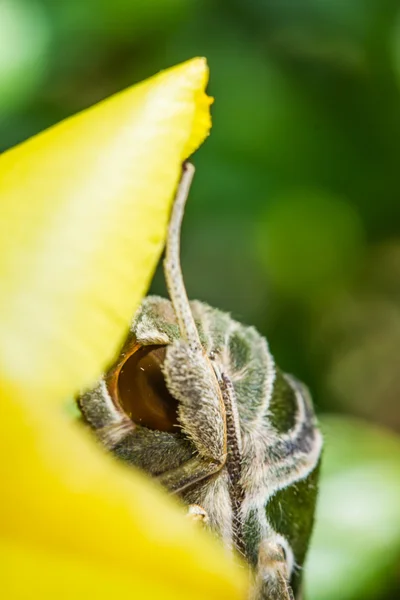 Falena verde dell'esercito (Daphnis nerii) sul fiore — Foto Stock