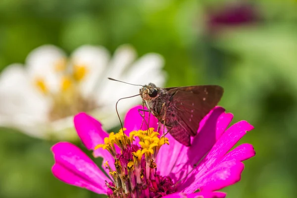 Borbo cinnara (Hesperiidae) kelebek 0n çiçek — Stok fotoğraf