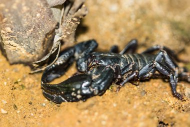 Akrep Pandinus Imperator doğa arka plan üzerinde