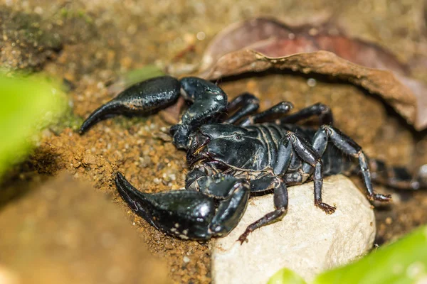 Scorpion Pandinus imperator di latar belakang alam — Stok Foto