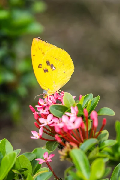 Butterfly on flowers — Stock Photo, Image