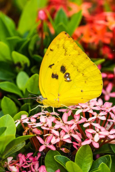Butterfly on flowers — Stock Photo, Image