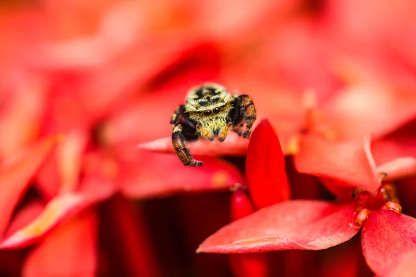 Ragno che salta — Foto Stock