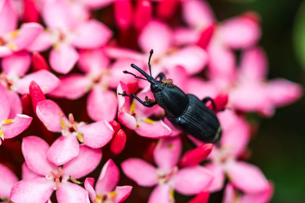 Pembe çiçek üzerinde siyah hata — Stok fotoğraf