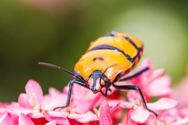 Juwelenkäfer auf rosa Blume — Stockfoto