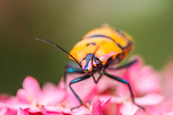 在粉红色的花上宝石 Bug — 图库照片