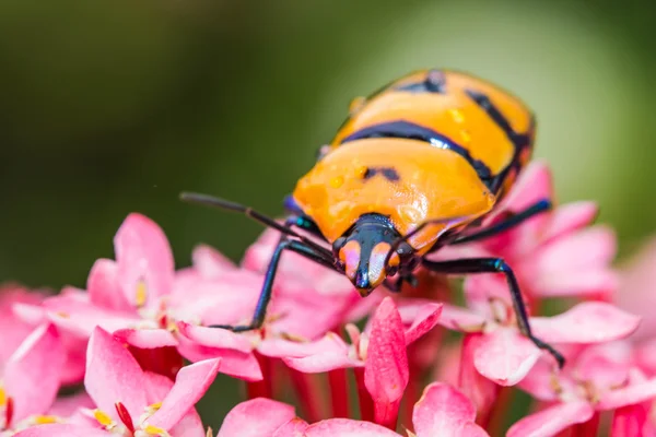 Bug Jewel na flor rosa — Fotografia de Stock