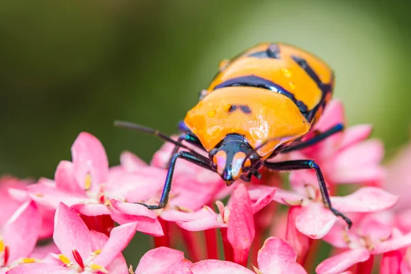 Juwelenkäfer auf rosa Blume — Stockfoto