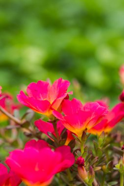 Ortak Semizotu, Verdolaga, Pigweed, küçük Hogweed veya Pusley fl