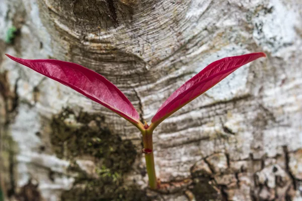 Jeunes feuilles rouges au printemps — Photo