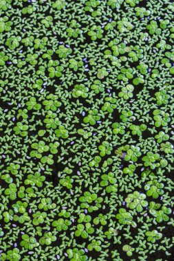 Arka plan yeşil su eğreltiotu yaprakları ile