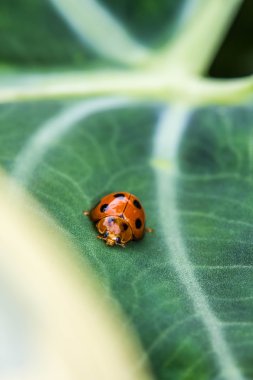 Asya Uğurböceği veya uğur böceği böcek (Harmonia axyridis)