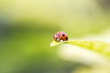Asya Uğurböceği veya uğur böceği böcek (Harmonia axyridis)