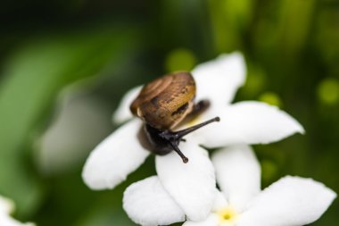 salyangoz beyaz çiçek