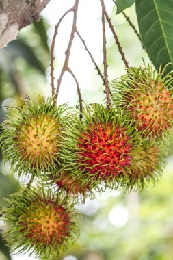 Rambutan ağaç üzerinde