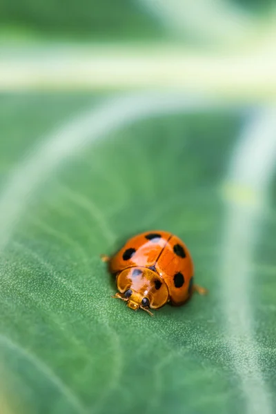 Asiatische Marienkäfer oder Marienkäfer (Harmonia axyridis)) — Stockfoto