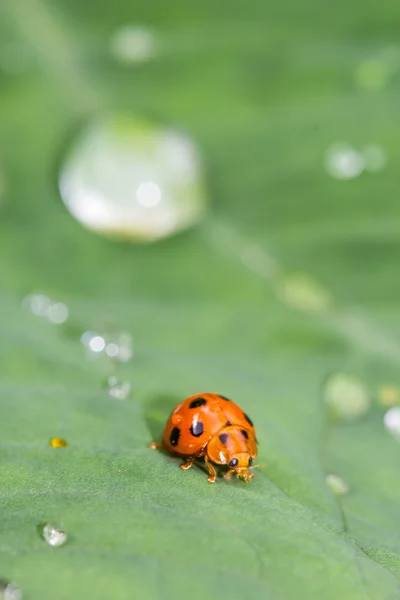 Asian Ladybug or ladybird beetle(Harmonia axyridis) — Stock Photo, Image