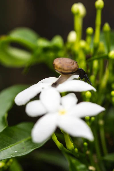 Schnecke auf weißer Blume — Stockfoto