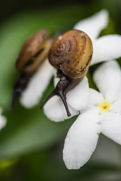 Snail on white flower — Stock Photo, Image