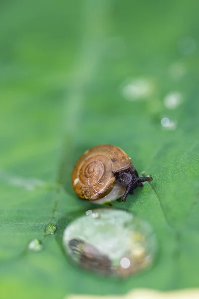 A snail on a leaf — Stock Photo, Image