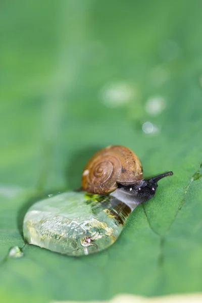 A snail on a leaf — Stock Photo, Image