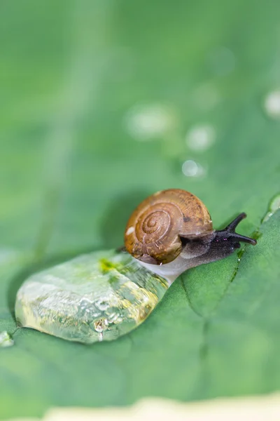 A snail on a leaf — Stock Photo, Image