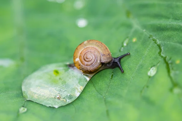 A snail on a leaf — Stock Photo, Image