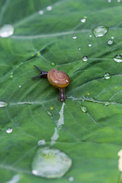 A snail on a leaf — Stock Photo, Image